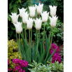 Tulipan White Triumphator - 5 szt.