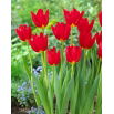 Tulipan Wisley - 5 szt.