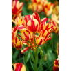 Tulipan Wonder Club - GIGA paczka! - 250 szt.