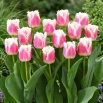 Tulipan Hawaii - duża paczka! - 50 szt.