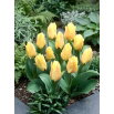 Tulipan Mieke Telkamp - 5 szt.