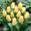 Tulipan Mieke Telkamp - 5 szt.
