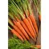 Marchew Afalon F1 - kalibrowana (1,6 - 1,8) - 100 tys. nasion - nasiona profesjonalne dla każdego