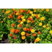 Aksamitka rozpierzchła - Tagetes patula - mieszanka - nadaje się również na poplon - 100 gram