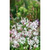Gaura - Gaura lindheimeri