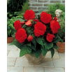 Begonia strzępiasta - czerwona - 2 szt.