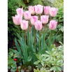 Tulipan Shirley - opak. 5 szt.