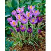Krokus Barr's Purple - GIGA paczka! - 500 szt.