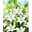 Lilia - Bright Diamond - GIGA paczka! - 50 szt.