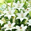 Lilia - Bright Diamond - GIGA paczka! - 50 szt.