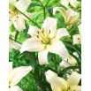 Lilia - Pearl White - GIGA paczka! - 50 szt.