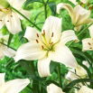 Lilia - Pearl White - GIGA paczka! - 50 szt.