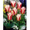 Tulipan Rosanna - 5 szt.