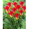 Tulipan Royal Gift - 5 szt.