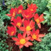 Tulipan Scarlet Baby - GIGA paczka! - 250 szt.