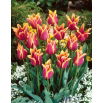 Tulipan Sonnet - 5 szt.