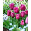 Tulipan Traveller - 5 szt.