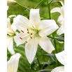 Lilia - Pearl Frances - GIGA paczka! - 50 szt.