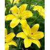 Lilia - Yellow Cocotte - bezpyłkowa, idealna do wazonu! - duża paczka! - 10 szt.