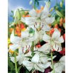 Lilia tygrysia - White Twinkle - GIGA paczka! - 50 szt.