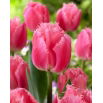 Tulipan Cacharel - GIGA paczka! - 250 szt.