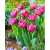 Tulipan Dior - GIGA paczka! - 250 szt.