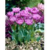 Tulipan Lilac Perfection - 5 szt.