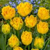 Tulipan Mon Amour - 5 szt.