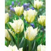 Tulipan White Valley - duża paczka! - 50 szt.