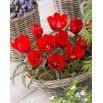 Tulipan wilsoniana - 5 szt.
