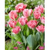 Tulipan Crispion Sweet - 5 szt.