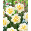 Narcyz Fragrant Jewel - duża paczka! - 50 szt.