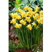 Narcyz Spring Sunshine - GIGA paczka! - 250 szt.
