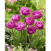 Tulipan Blue Diamond - 5 szt.