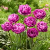 Tulipan Blue Diamond - GIGA paczka! - 250 szt.