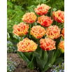 Tulipan Brisbane - 5 szt.
