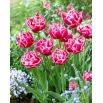 Tulipan Columbus - 5 szt.