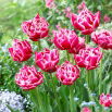 Tulipan Columbus - GIGA paczka! - 250 szt.