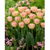 Tulipan Creme Upstar - 5 szt.