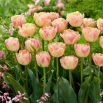 Tulipan Creme Upstar - duża paczka! - 50 szt.