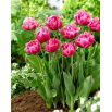 Tulipan Pink Cameo - 5 szt.
