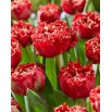 Tulipan Qatar - 5 szt.