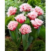 Tulipan Queensland - duża paczka! - 50 szt.