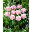 Tulipan Perth - GIGA paczka! - 250 szt.
