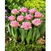 Tulipan Newcastle - 5 szt.