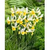 Irys holenderski - Montecito - 10 szt.