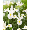 Irys holenderski - White Magic - duża paczka! - 100 szt.