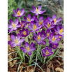 Krokus Whitewell Purple - GIGA paczka! - 500 szt.