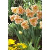 Narcyz Apricot Whirl - GIGA paczka! - 250 szt.