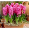 Hiacynt Pink Pearl - GIGA paczka! - 150 szt.